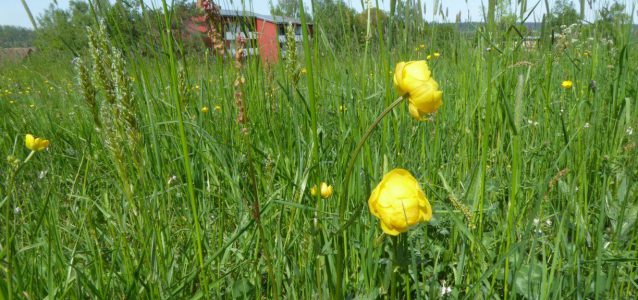 Biodiversitätsuntersuchung am Tempelhof